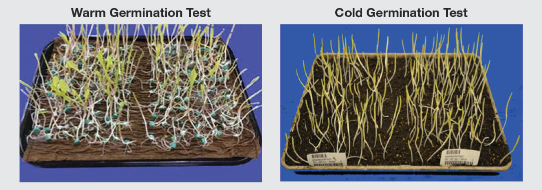 Figure 1. Warm and cold germination tests. These images were taken at the end of the test. They demonstrate the extreme phenotypic difference between seedlings in the two tests.