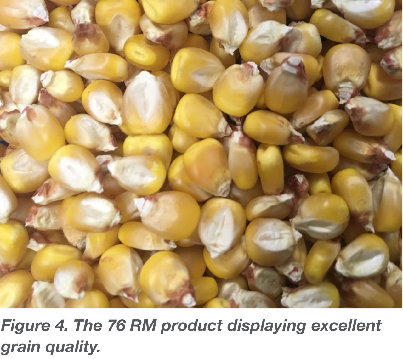 The 76RM product displaying excellent grain quality