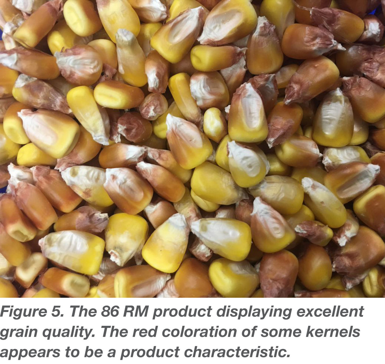The 86RM product displaying excellent grain quality.