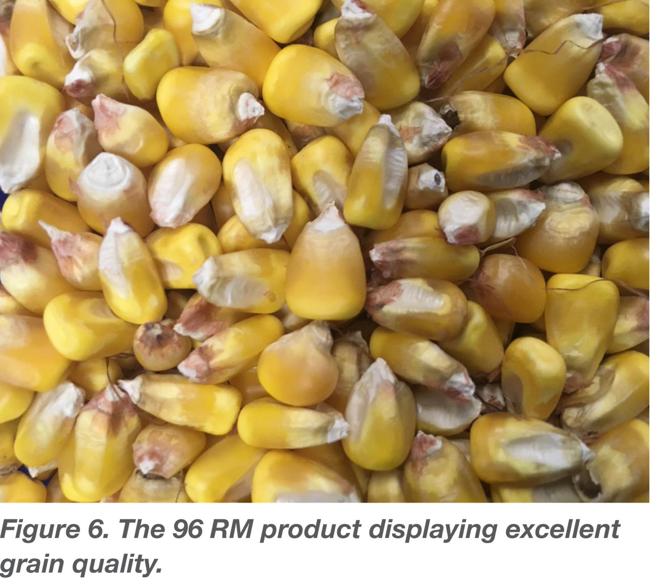 The 96Rm product displaying excellent grain quality. 