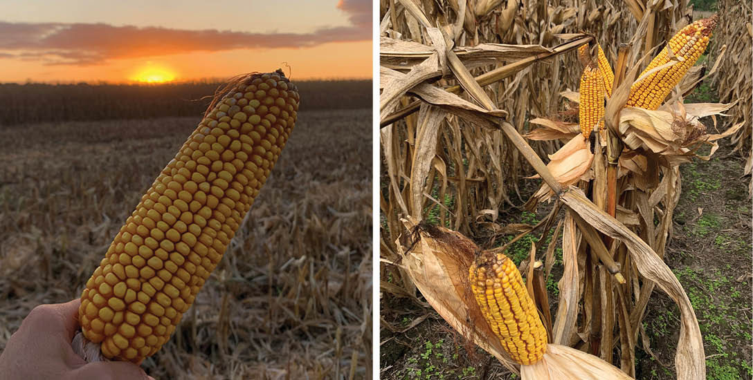 Kernel development can be managed with corn products