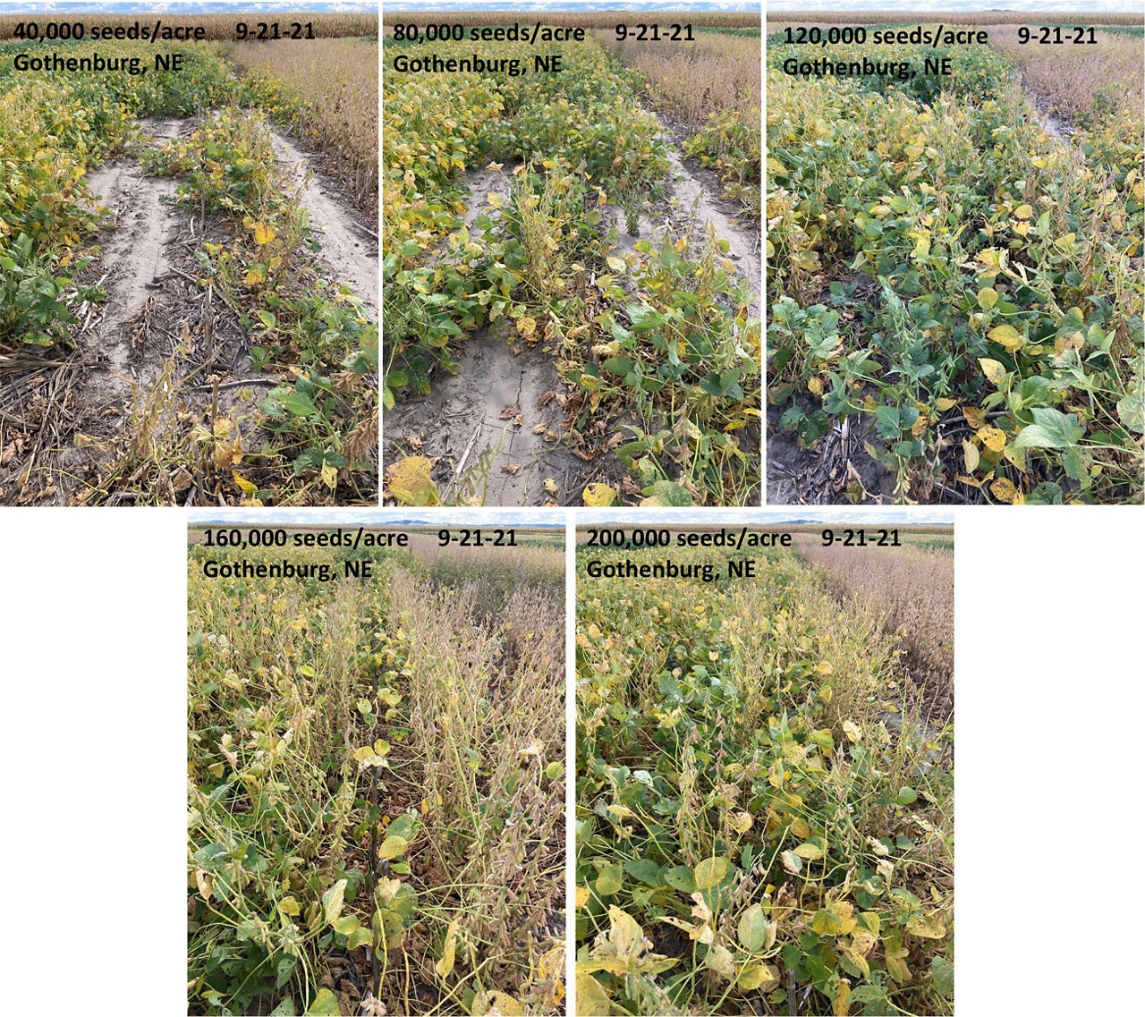 Figure 3. Comparison of 2.5 maturity group soybean stands at planting rates of 4o,000, 80,000, 120,000, 160,000, and 200,000 seeds/acre on September 21, 2021 at the Bayer Water Utilization Learning Center, Gothenburg, NE. 
