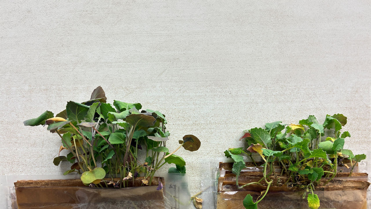 Side-by-side comparison of two groups of canola plants growing in shallow trays under controlled conditions. The plants on the left appear fuller with greener leaves and more upright growth, while the plants on the right show thinner stems, uneven growth, and some yellowing or browning leaves.