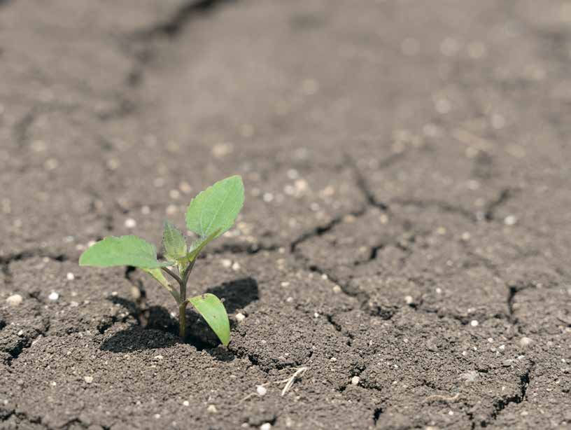  A small leafy green plant is sprouting up out of dry cracked soil that is being affected by drought. 