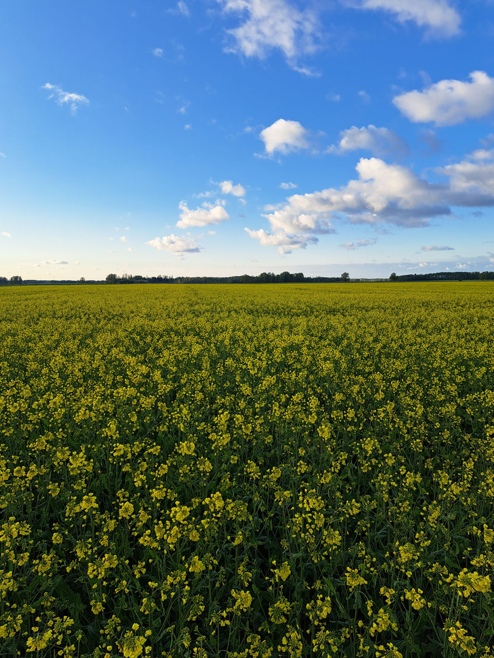 oilseedrape