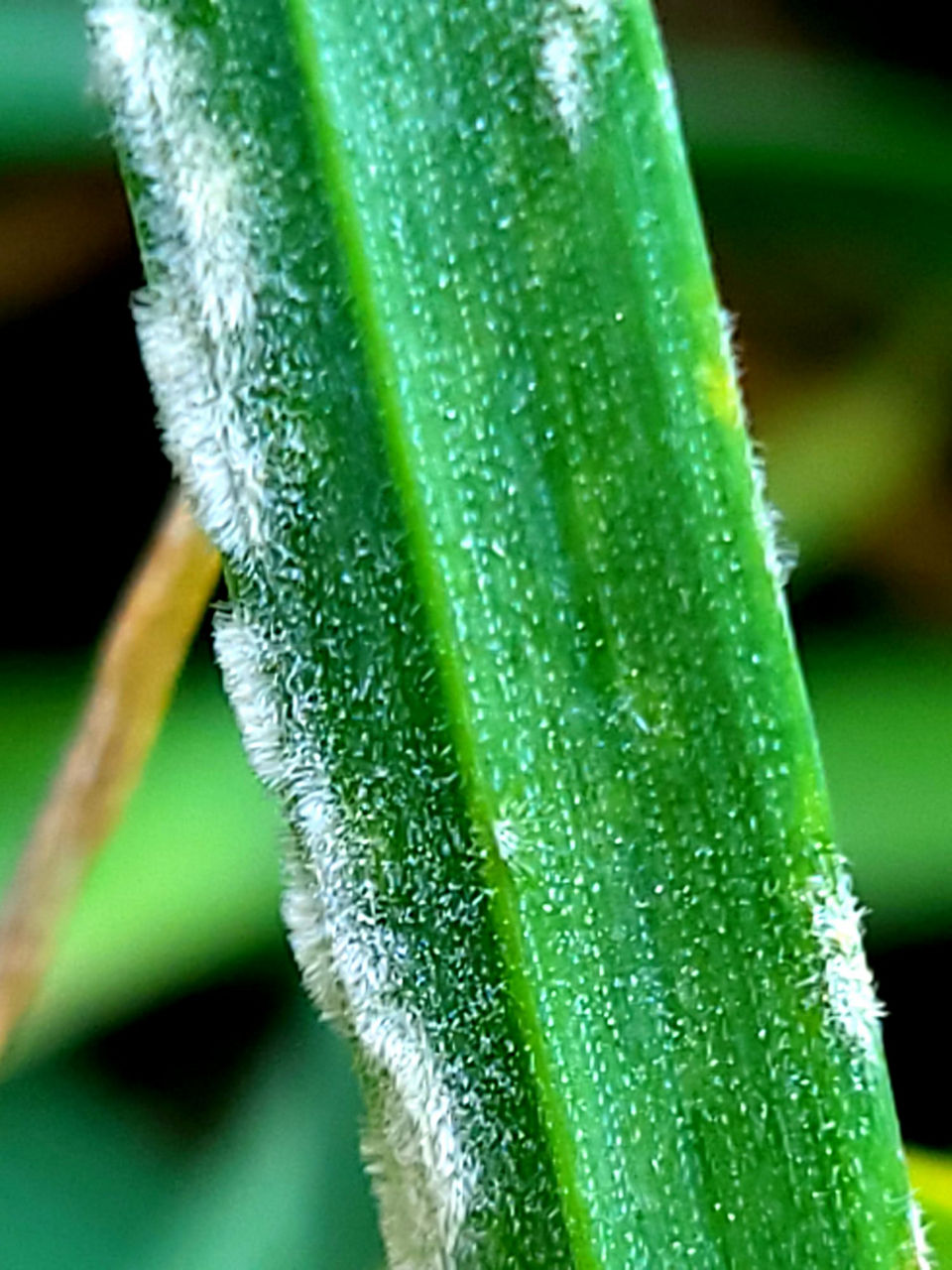 Frunza stindard protejată după tratament fungicid