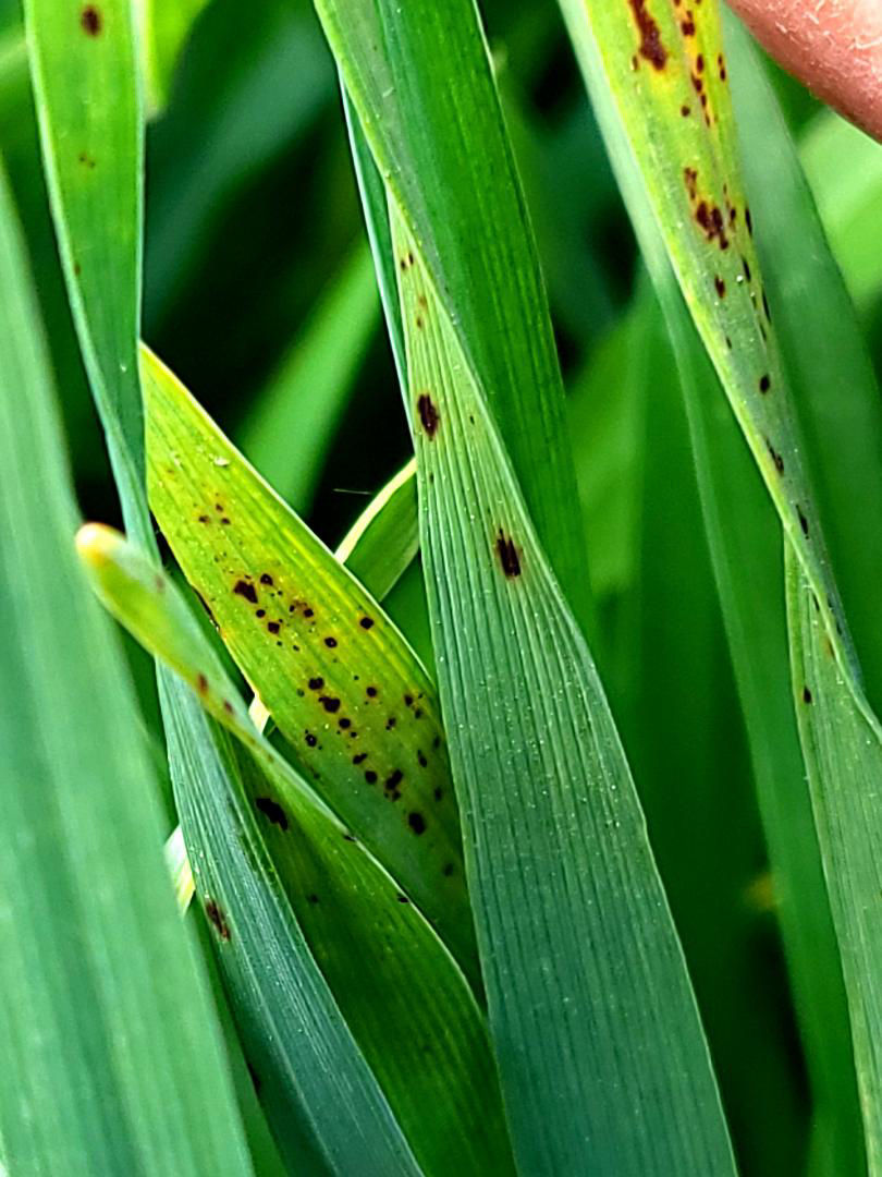 Prim‑plan frunză de orz cu pete reticulate și halou galben