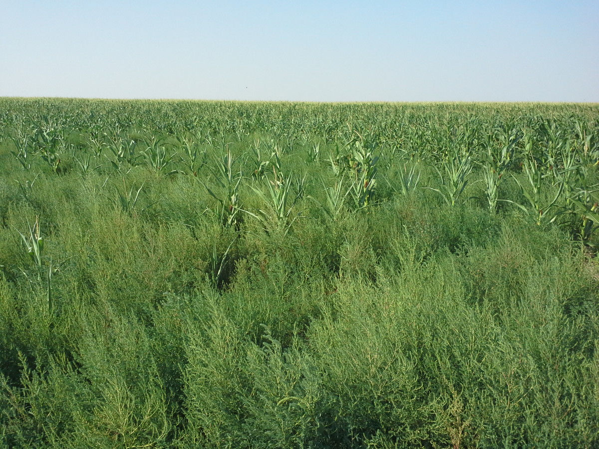 Maturing kochia in corn field.