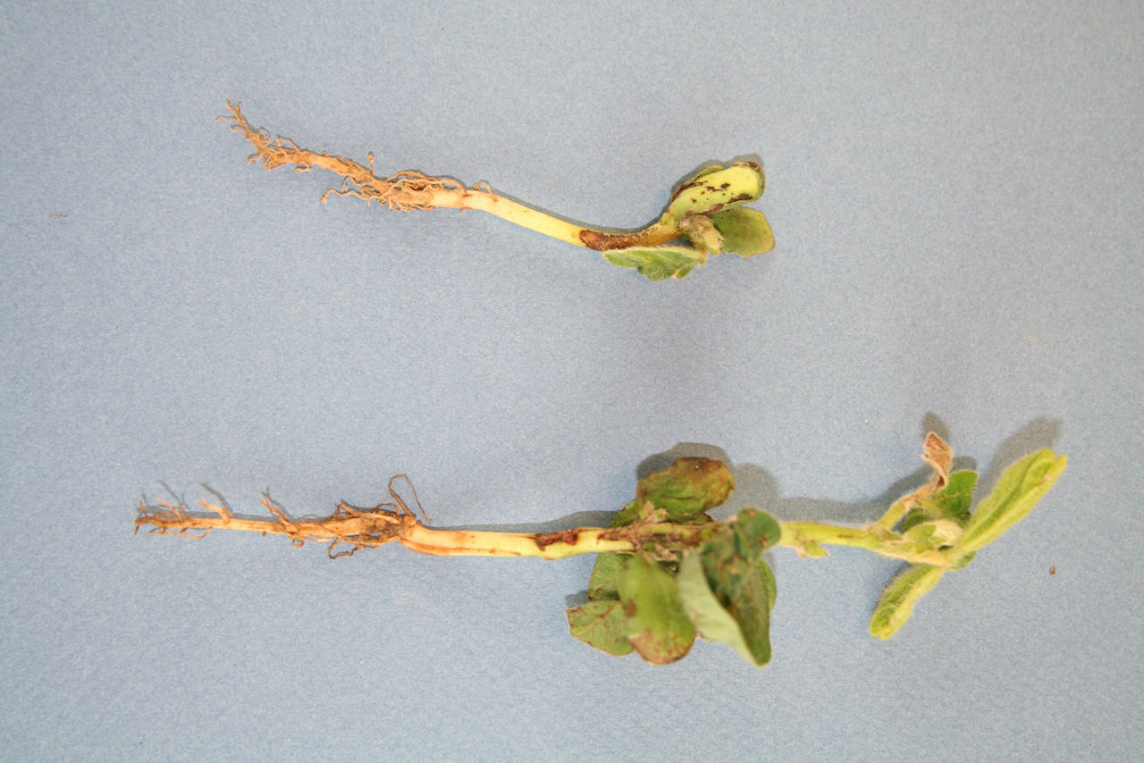 Figure 1. Soybean seedlings with flumioxazin damage. Photo courtesy of Travis Legleiter, Purdue University.