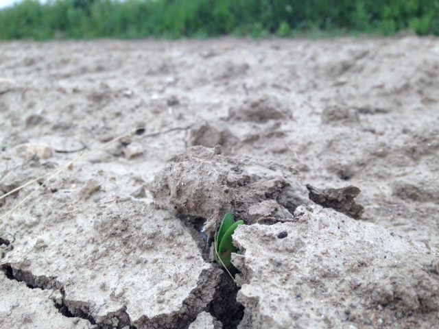  Soybean seedling emerging through a soil crust.