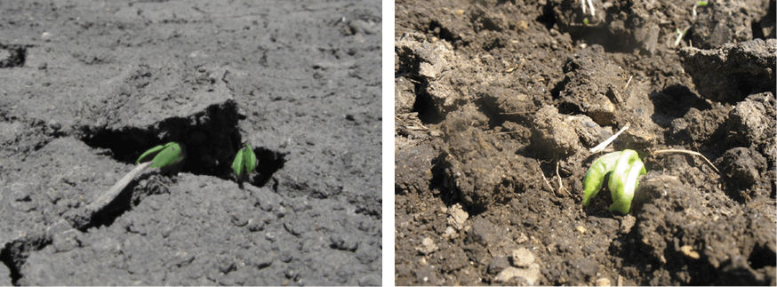 Soybeans emerging through crusted soil (left); Corn leafing out under crusted soil conditions (right).