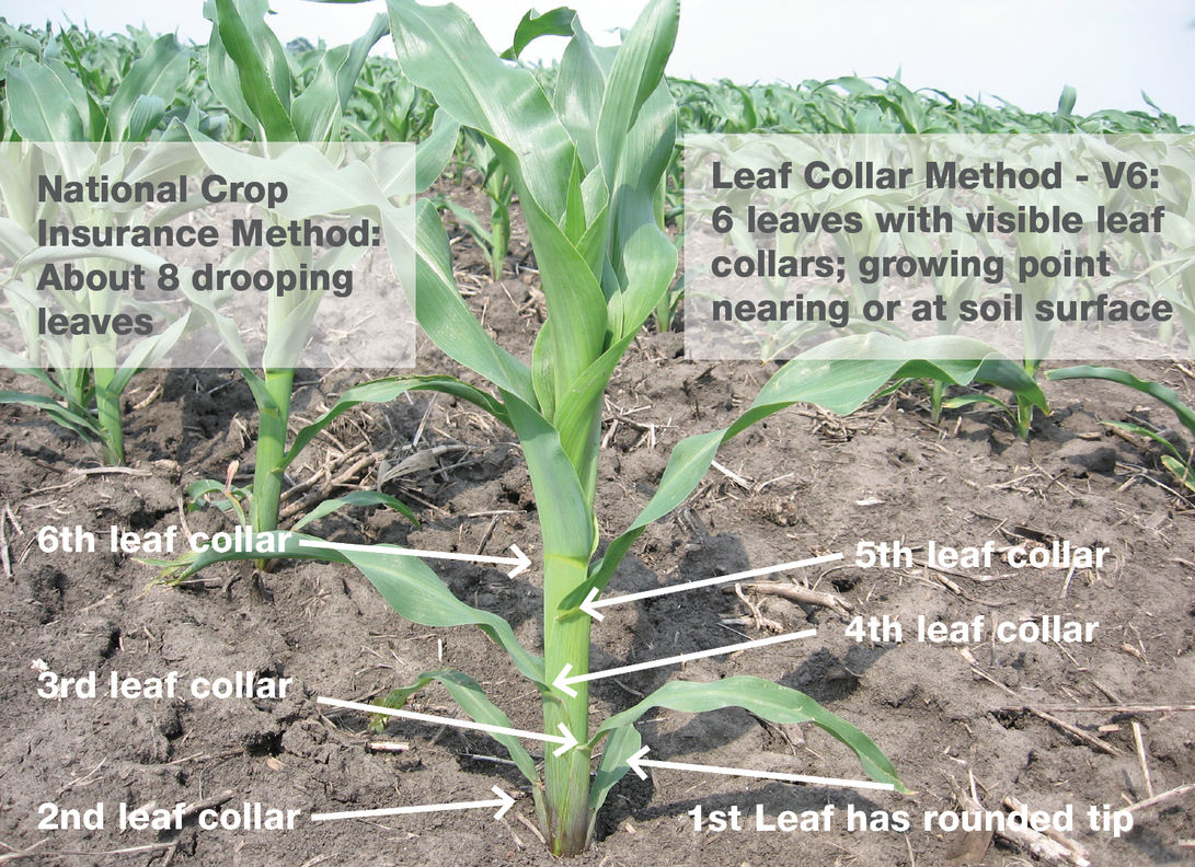 Leaf collar and National Crop Insurancce Methods for identifying stage of growth