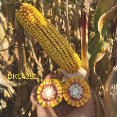 DKC4391 DEKALB
