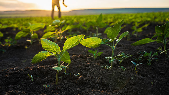 FBN na Agricultura de baixo carbono