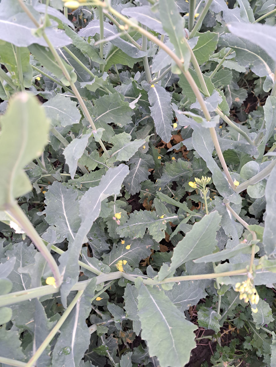 oilseedrape