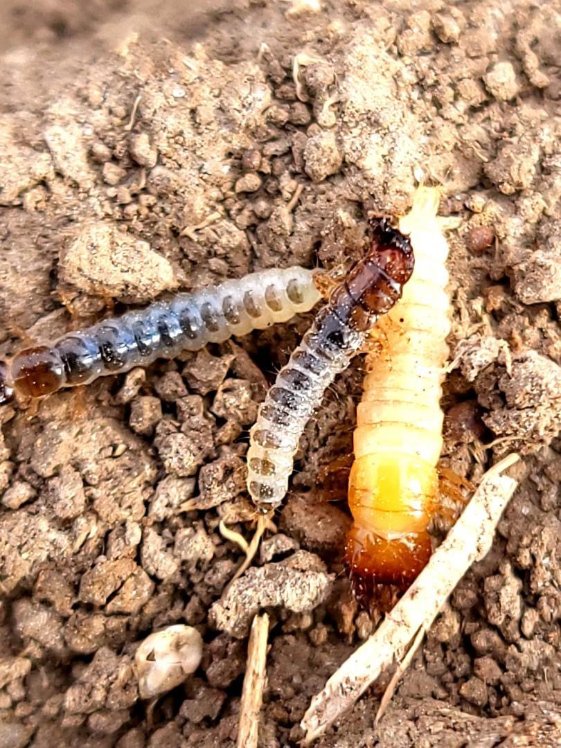 Gandacul ghebos