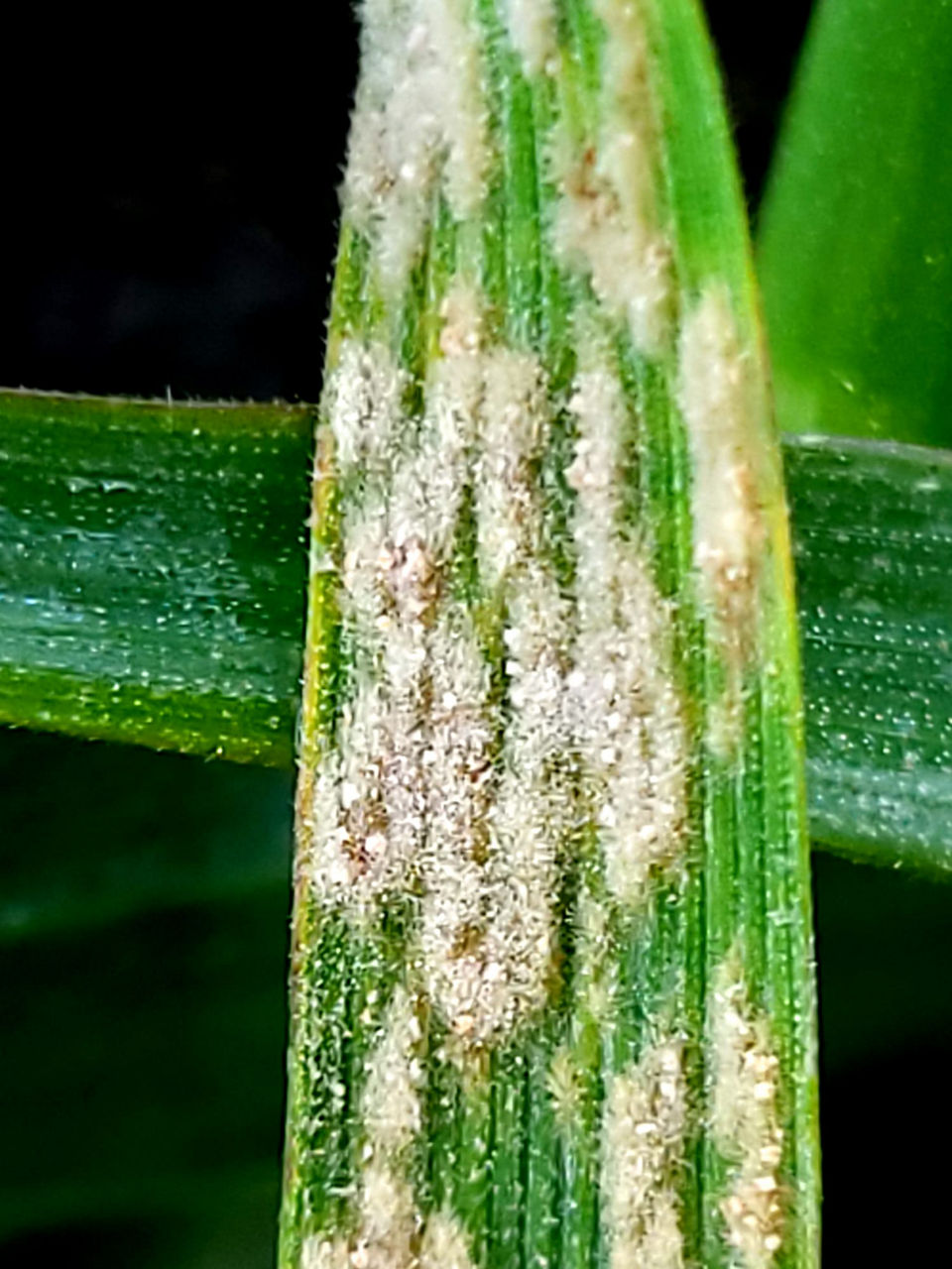 Aspect pâslos al făinării pe teaca frunzei la orz