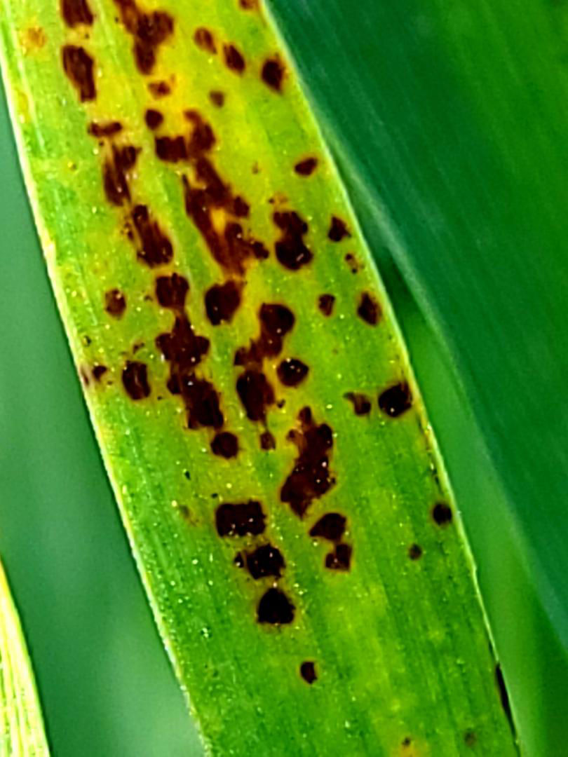 Fermier inspectează frunzele de orz cu pătare reticulară