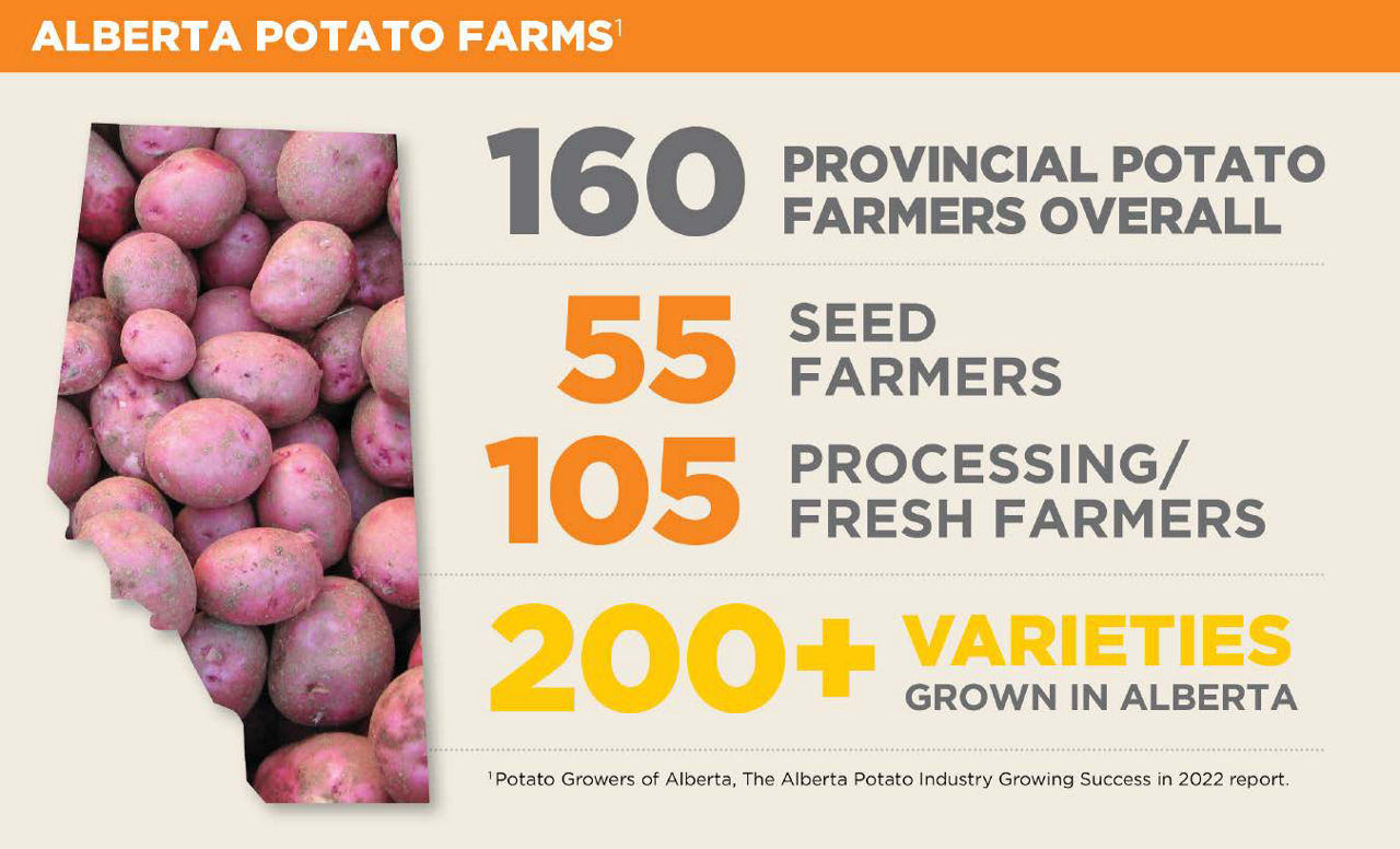 Promotional graphic for Alberta Potato Farms highlighting statistics about the potato industry in Alberta. The left side of the image shows a pile of red-skinned potatoes in the shape of the province of Alberta. On the right side, the following statistics presented: “160 Provincial Potato Farmers Overall,” “55 Seed Farmers,” “105 Processing /Fresh Farmers,” and “200+ Varieties Grown in Alberta.” At the bottom, a disclaimer states “*Potato Growers of Alberta, The Alberta Potato Industry Growth in 2022 report.” 
