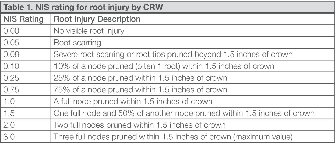 Root injury by CRW table image