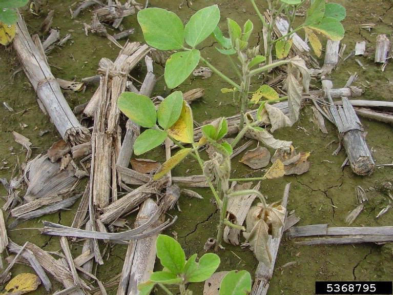 Figure 1. Nitrogen Deficiency caused by water-saturated soil. Photo courtesy of Bill Meecham, University of Kentucky, Bugwood 5368795. 