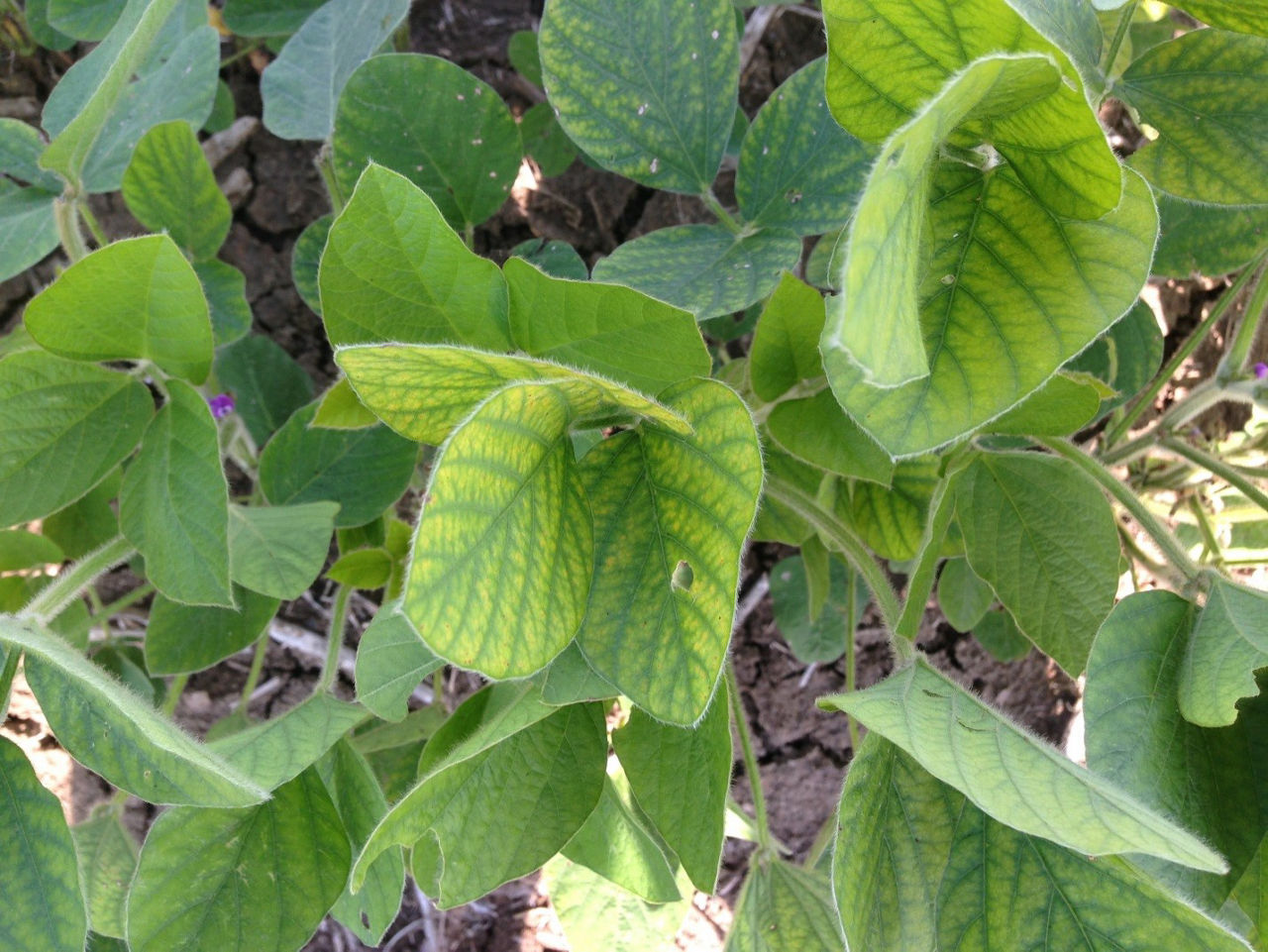 Figure 4.  Magnesium deficiency, photo courtesy of Dr. Bobby Golden, Mississippi State University. 