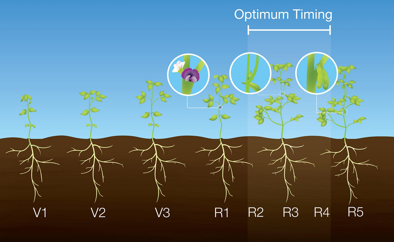 Optimum timing for fungicide within soybean growth stages R2 to R4