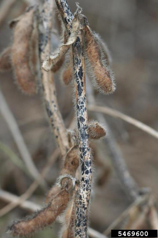 Figure 6. Anthracnose in soybean at harvest. Photo courtesy of Daren Mueller, Iowa State University, Bugwood.org.