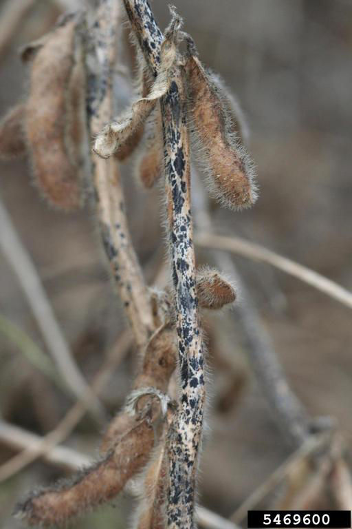 Figure 6. Anthracnose in soybean at harvest. Photo courtesy of Daren Mueller, Iowa State University, Bugwood.org.