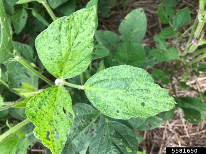 Blanchiment du point de croissance d’un plant de kochia à balais causé par un herbicide du groupe 27.