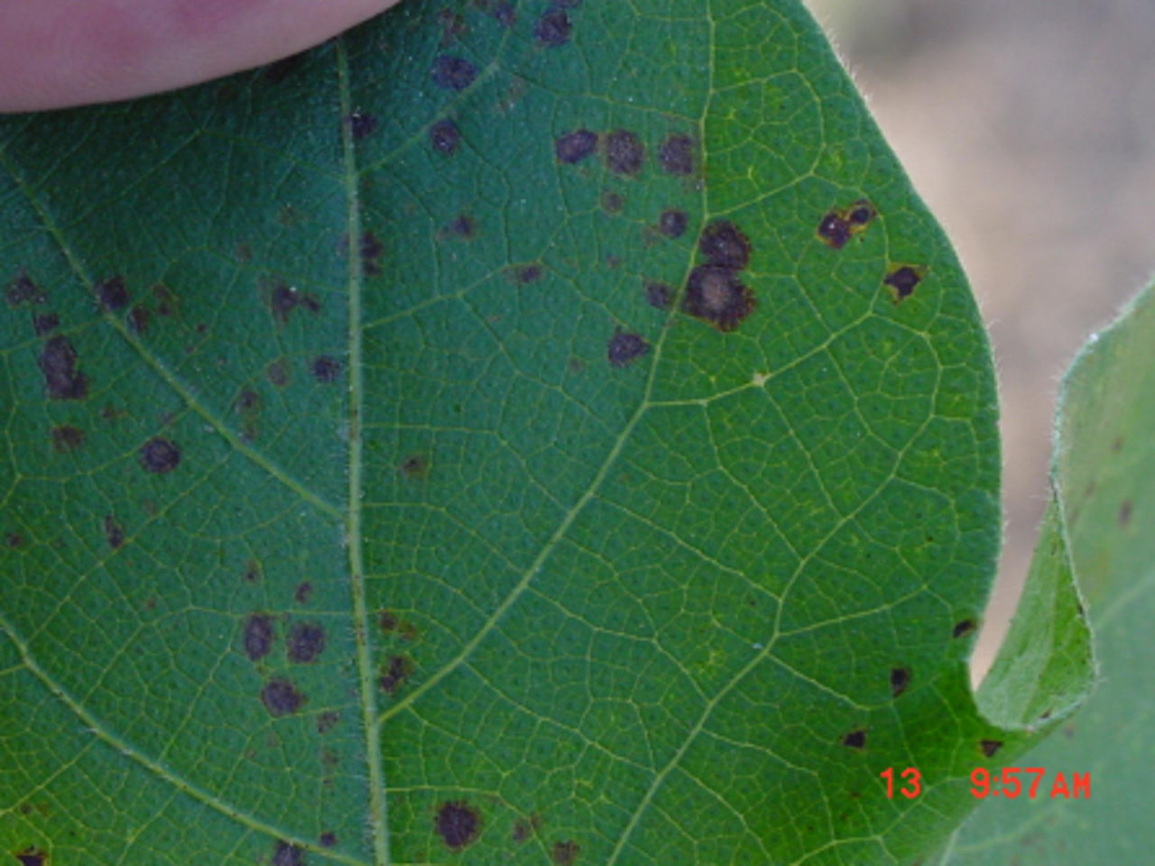  Figure 3. Alternaria leaf spot lesions with purple margins.