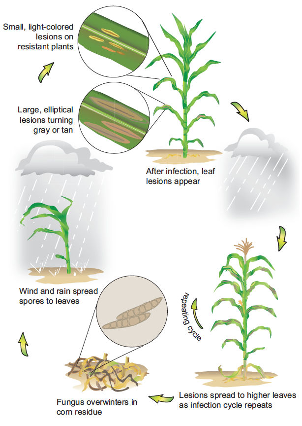 Northern corn leaf blight disease cycle