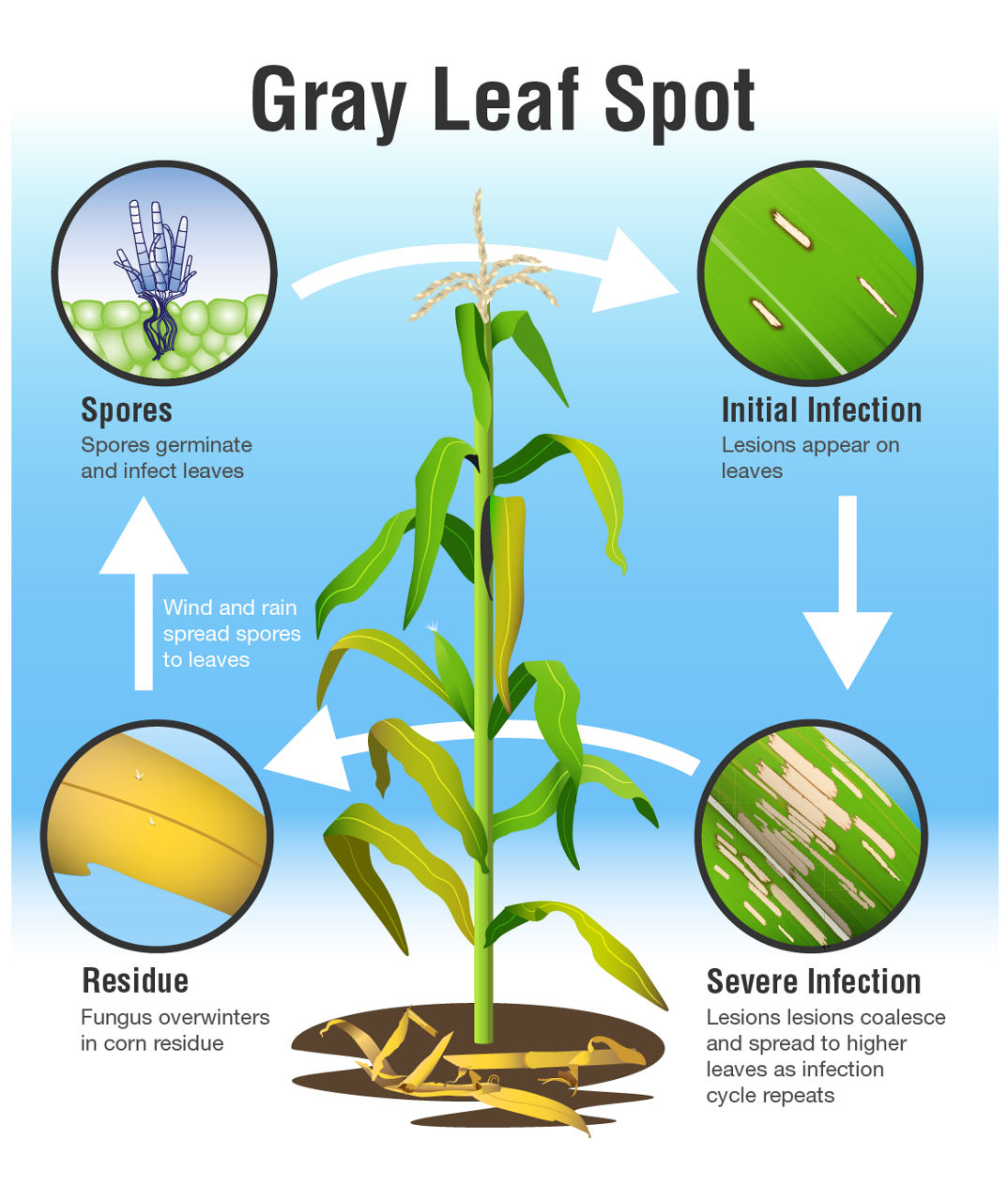 Gray Leaf Spot in Corn