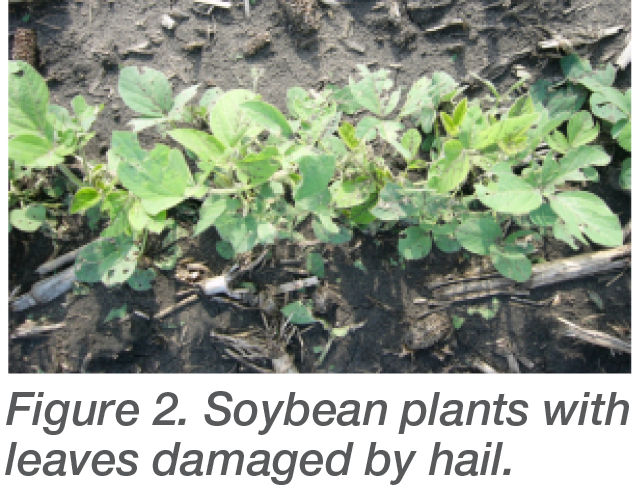 Figure 2. Soybean plants with leaves damaged by hail.