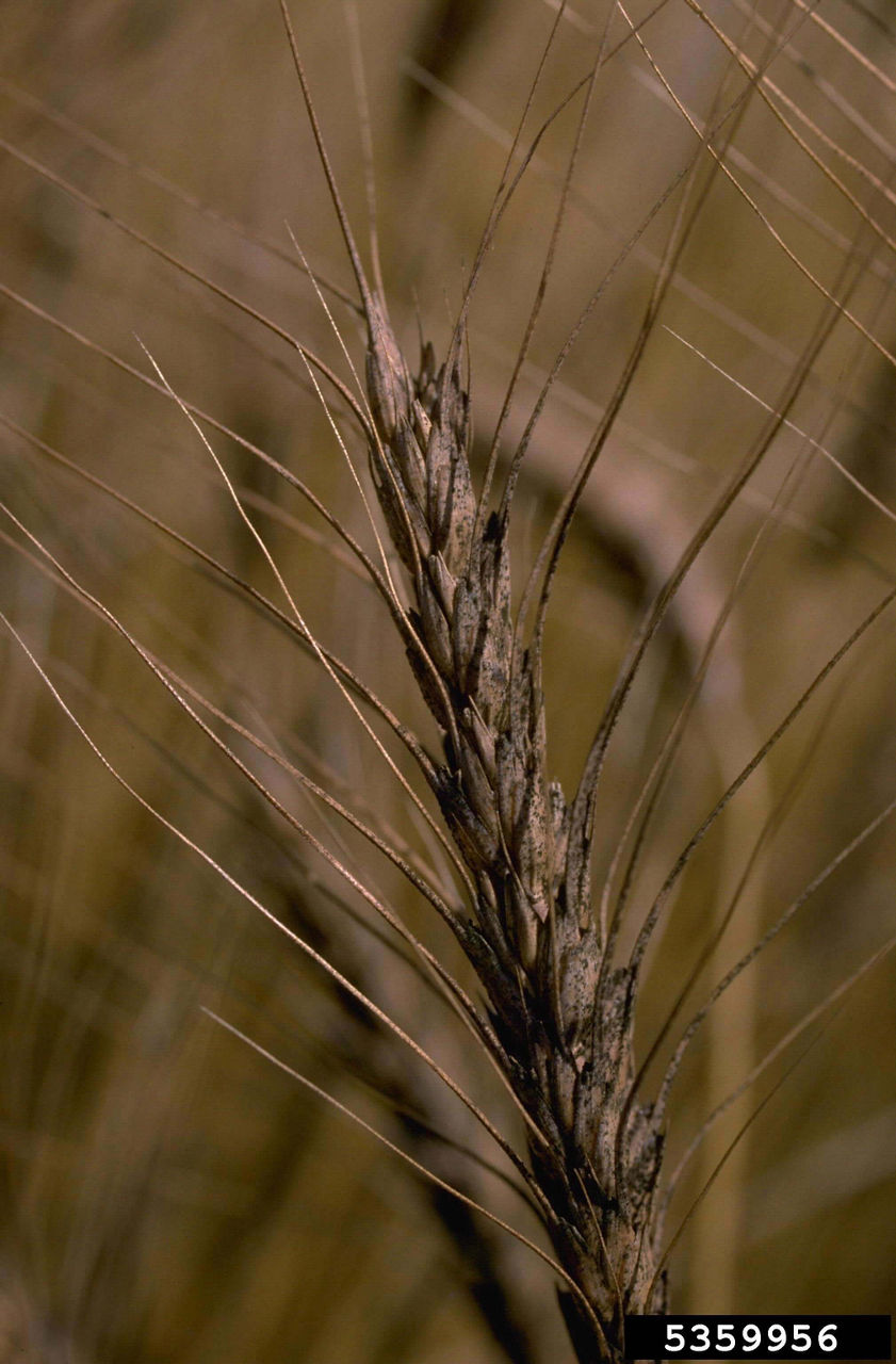 Affected Spikelets