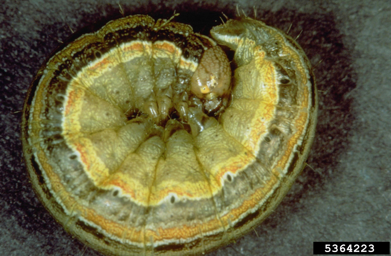 European Corn Borer