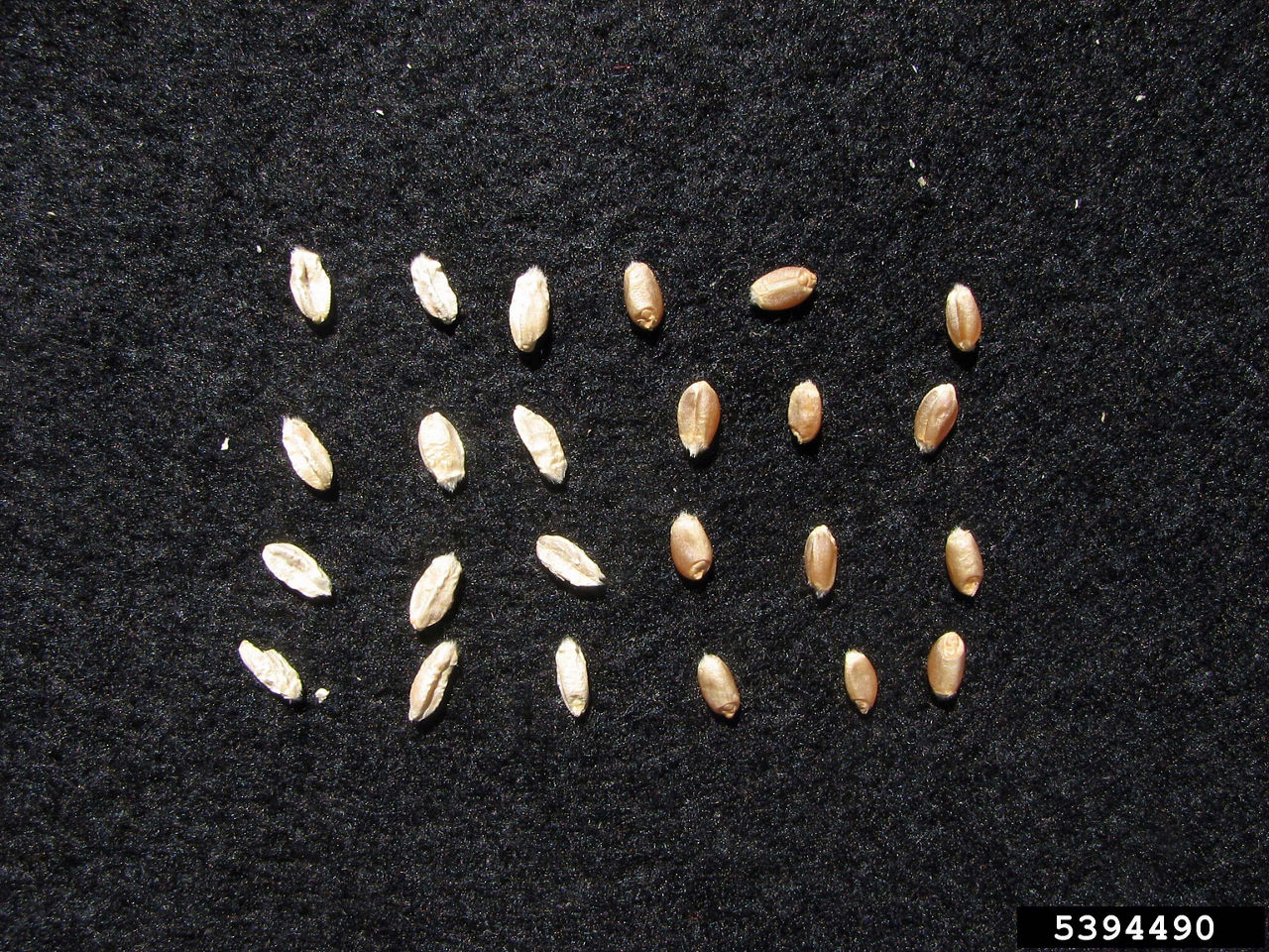 Wheat kernels