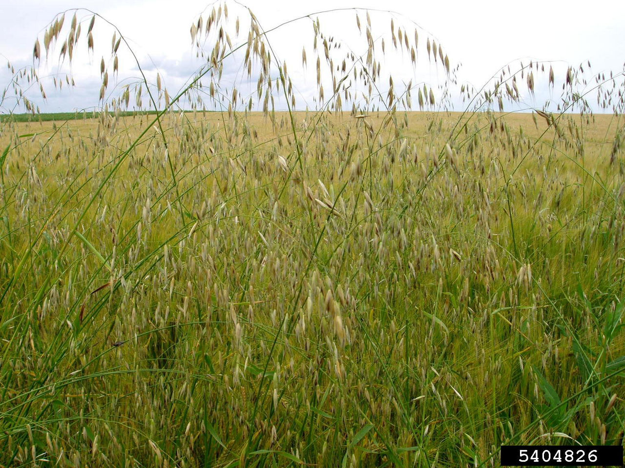 Wild oat panicle above crop canopy