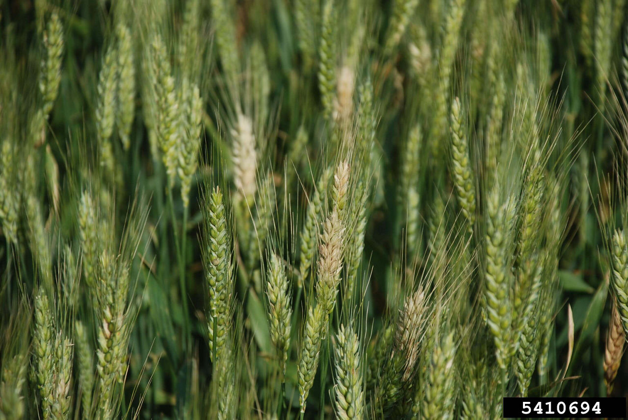 Bleached fusarium infected heads