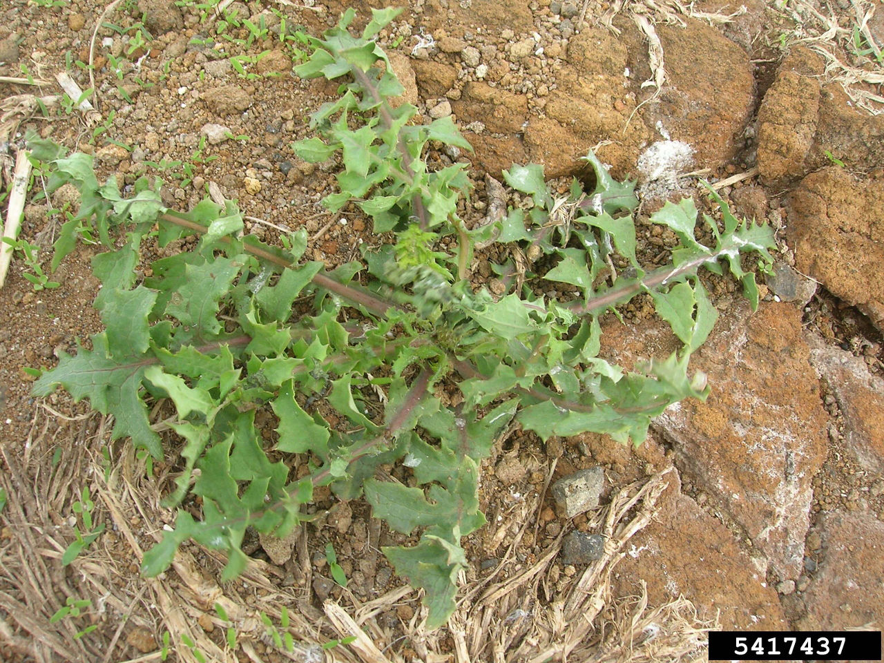 Annual sow thistle with deeply lobed leaves