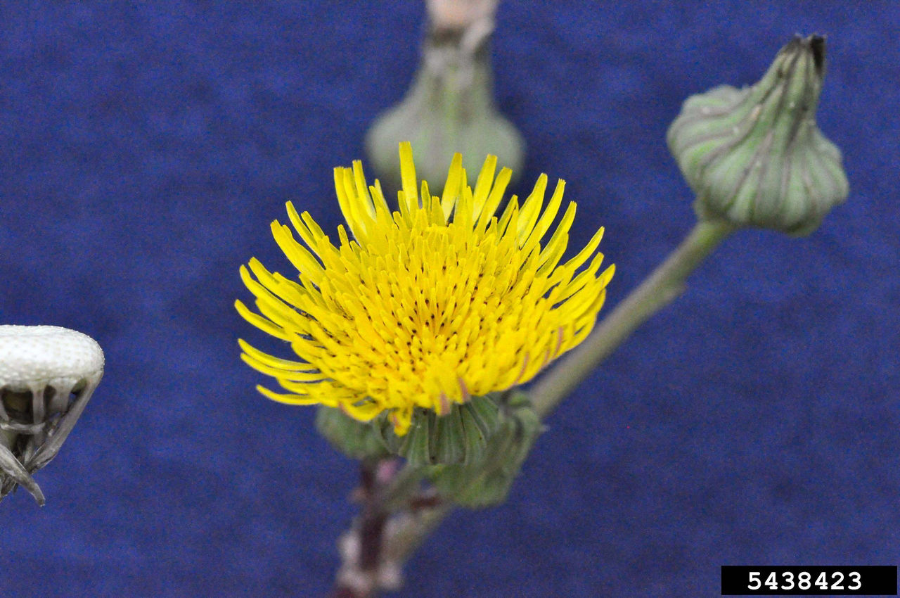  Spiny annual sow thistle flower