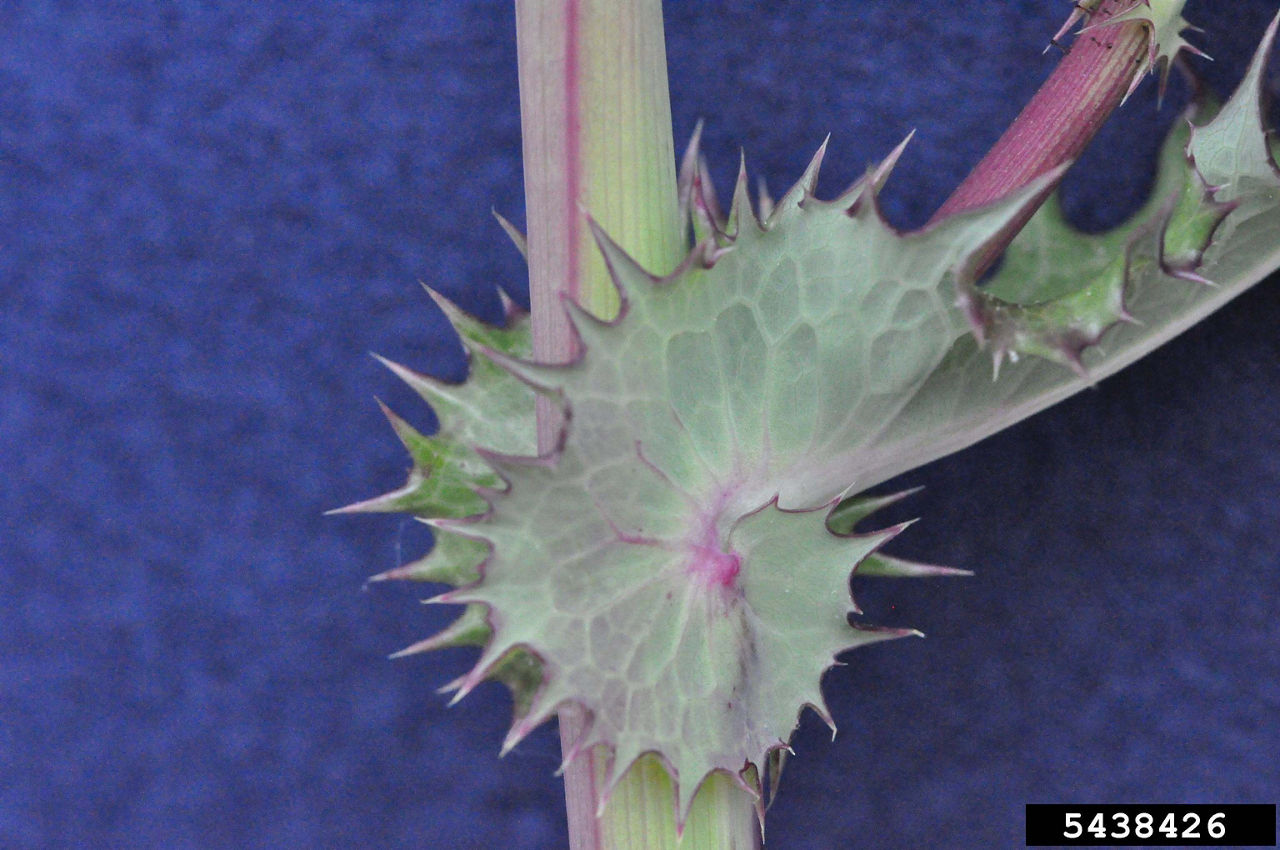 Spiny annual sow thistle leaves with rounded lobes at stem.