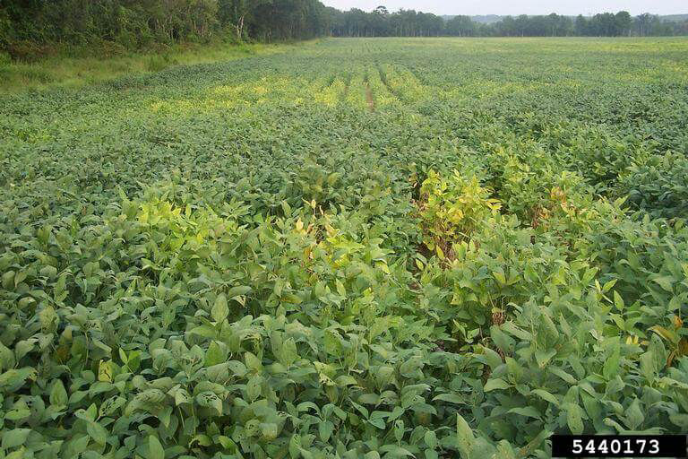 Soybean field