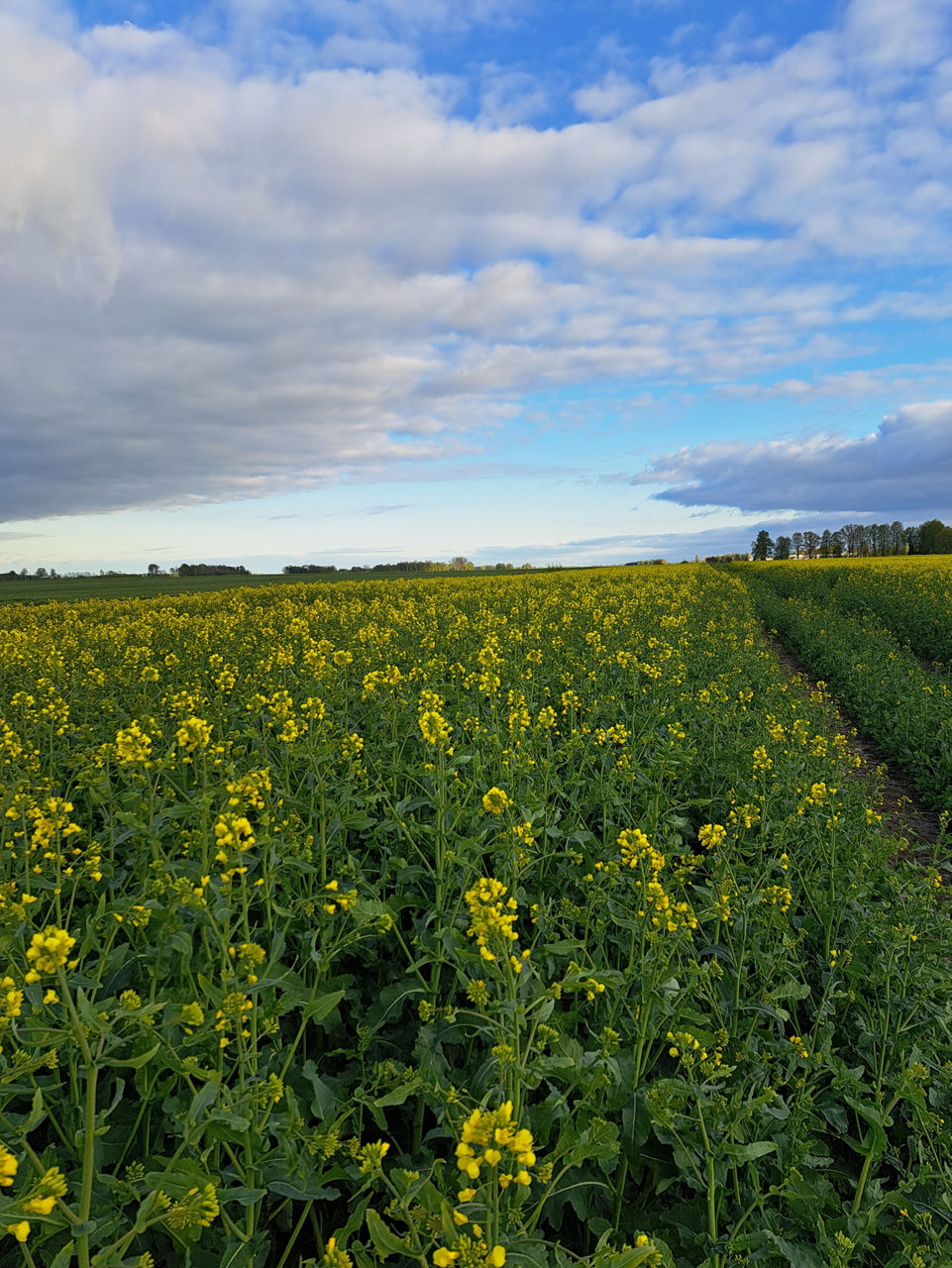 oilseedrape