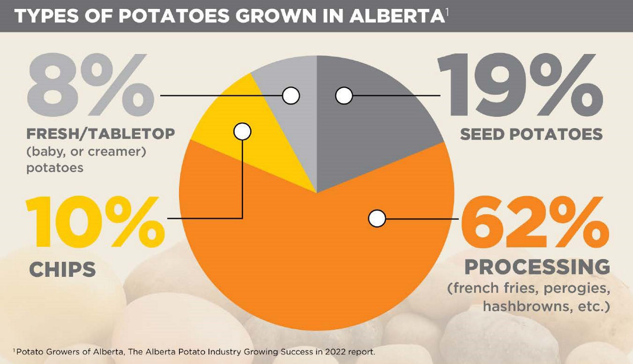 An infographic titled “TYPES OF POTATOES GROWN IN ALBERTA” displays a pie chart with three sections, each representing a different type of potato and its percentage of total production. The largest section is orange, labeled “PROCESSING (french fries, perogies, hashbrowns, etc.)” at 62%. The next is dark grey for “SEED POTATOES” at 19%, and the smallest section is silver for “FRESH/TABLETOP (baby or creamer) potatoes” at 8%. There’s also a yellow sliver labeled “CHIPS” at 10%. Below the chart, there’s a source credit that reads “*Potato Growers of Alberta. The Alberta Potato Industry Growing Success in 2022 report.” 