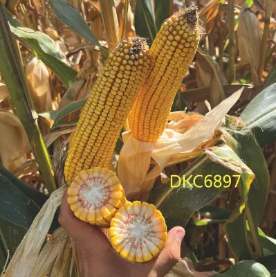 DKC6897