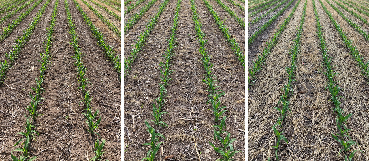 Plot pictures showing the 5 weeks before planting (WBP) (left), 3 WBP (center), and 1 WBP (right) cover crop termination treatments for the 111 RM corn product. Photos taken on June 7, 2022 at Bayer Water Utilization Learning Center, Gothenburg, NE. 