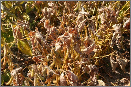 Late season frost damage to soybeans