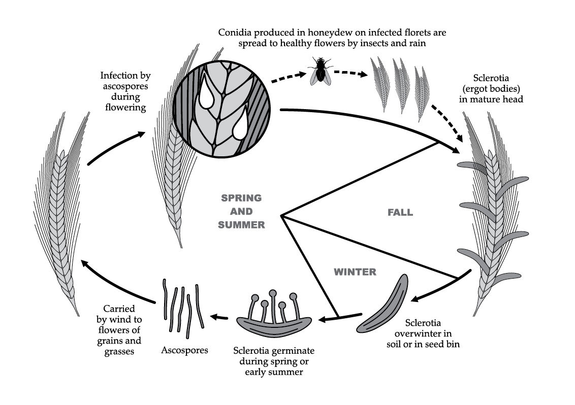 Disease cycle of ergot on cereals and other grasses