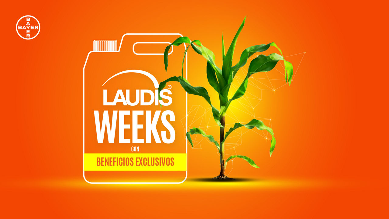 ¡Llegaron las Laudis Weeks!